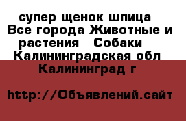 супер щенок шпица - Все города Животные и растения » Собаки   . Калининградская обл.,Калининград г.